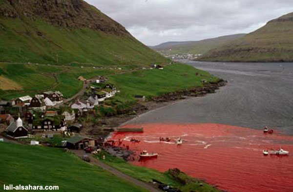 Colaboración: Matanza de delfines en Dinamarca…