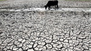 calor en india