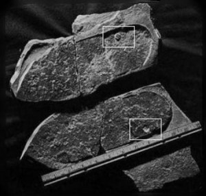 Huella_trilobite
