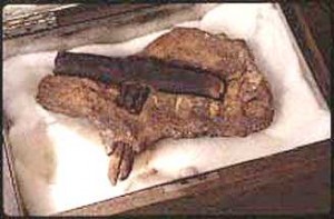 Martillo